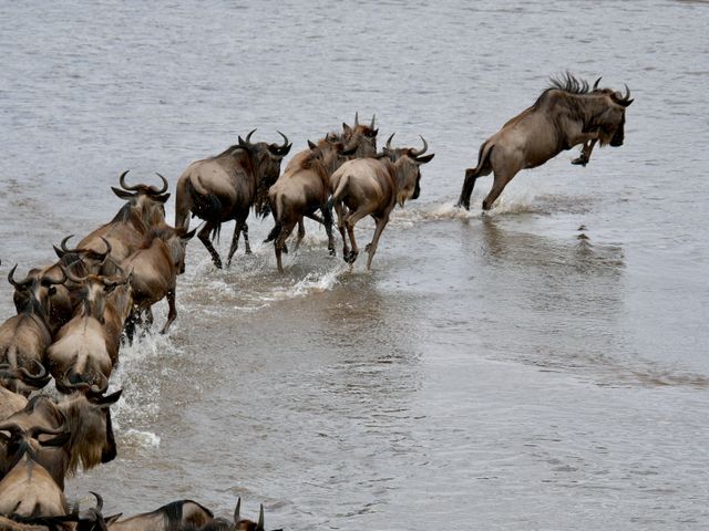 Witness the Great Wildebeest Migration
